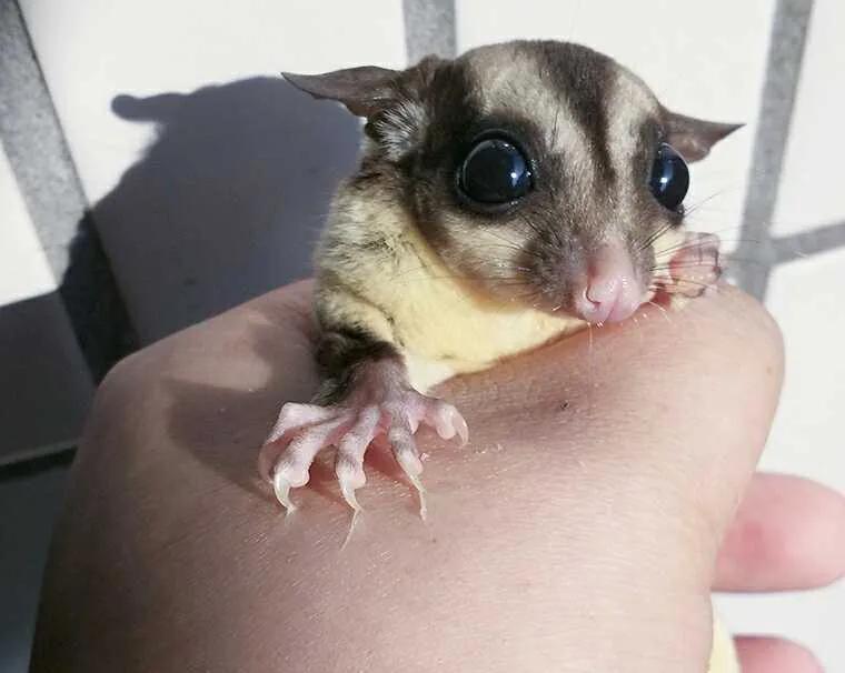What is a honey glider, and what are its advantages and disadvantages