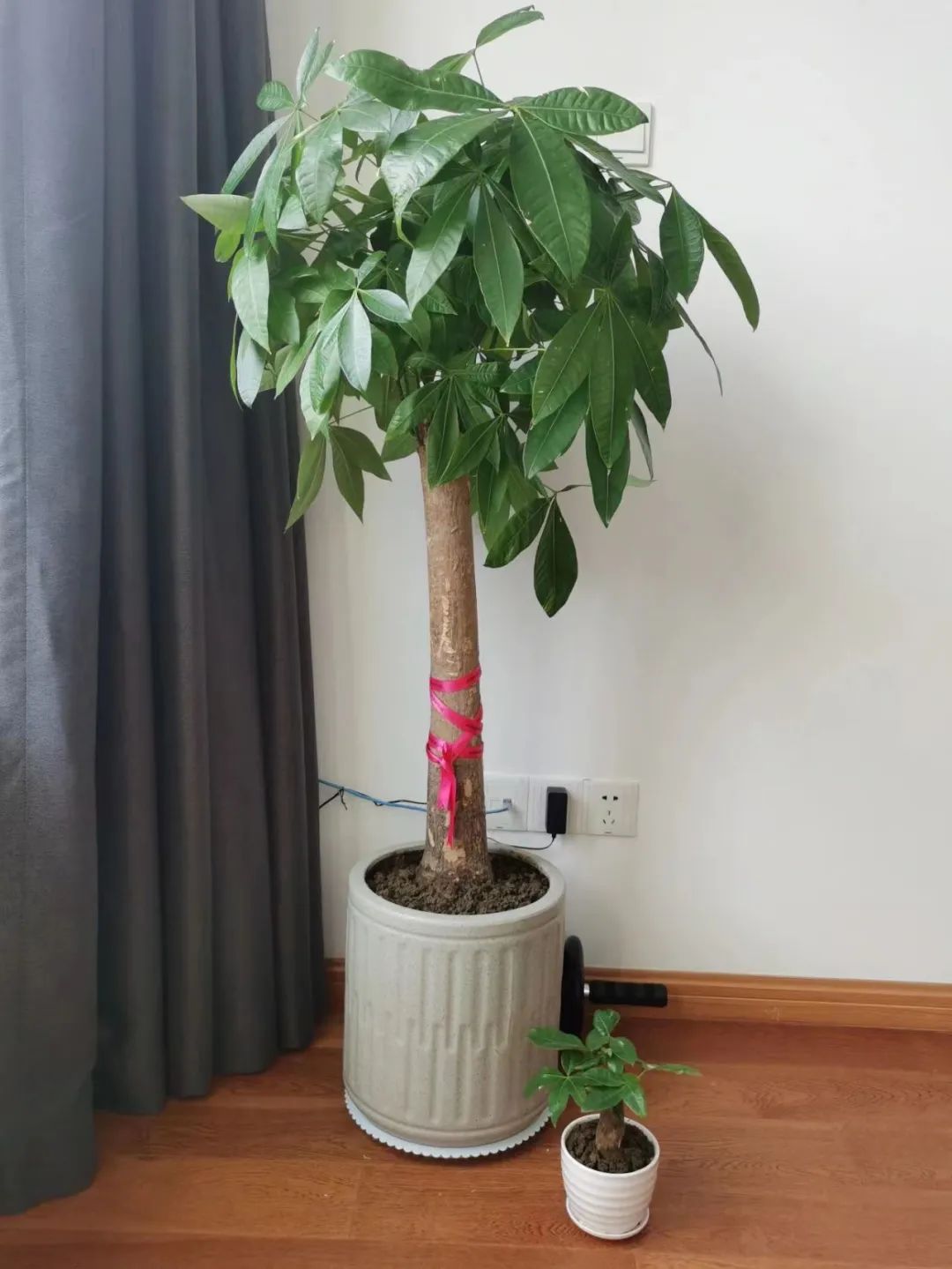 Want to make a fortune tree thrive? These four mistakes must be avoided ...