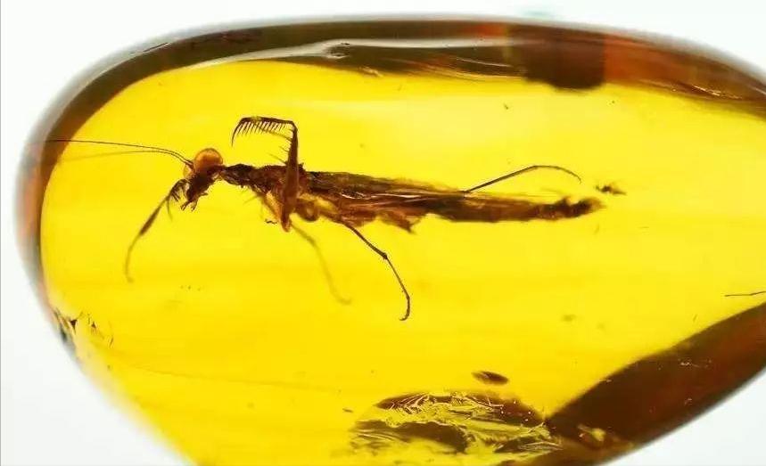 Hundreds of millions of years ago, the fossilized amber formed after ...