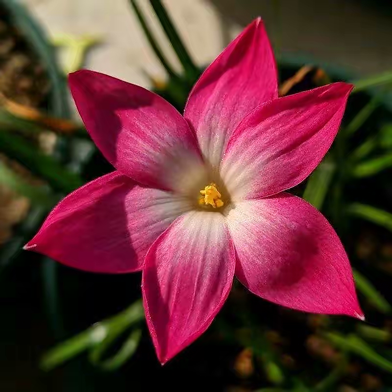 Raising wind and rain orchids in autumn, just do 2 steps, more leaves