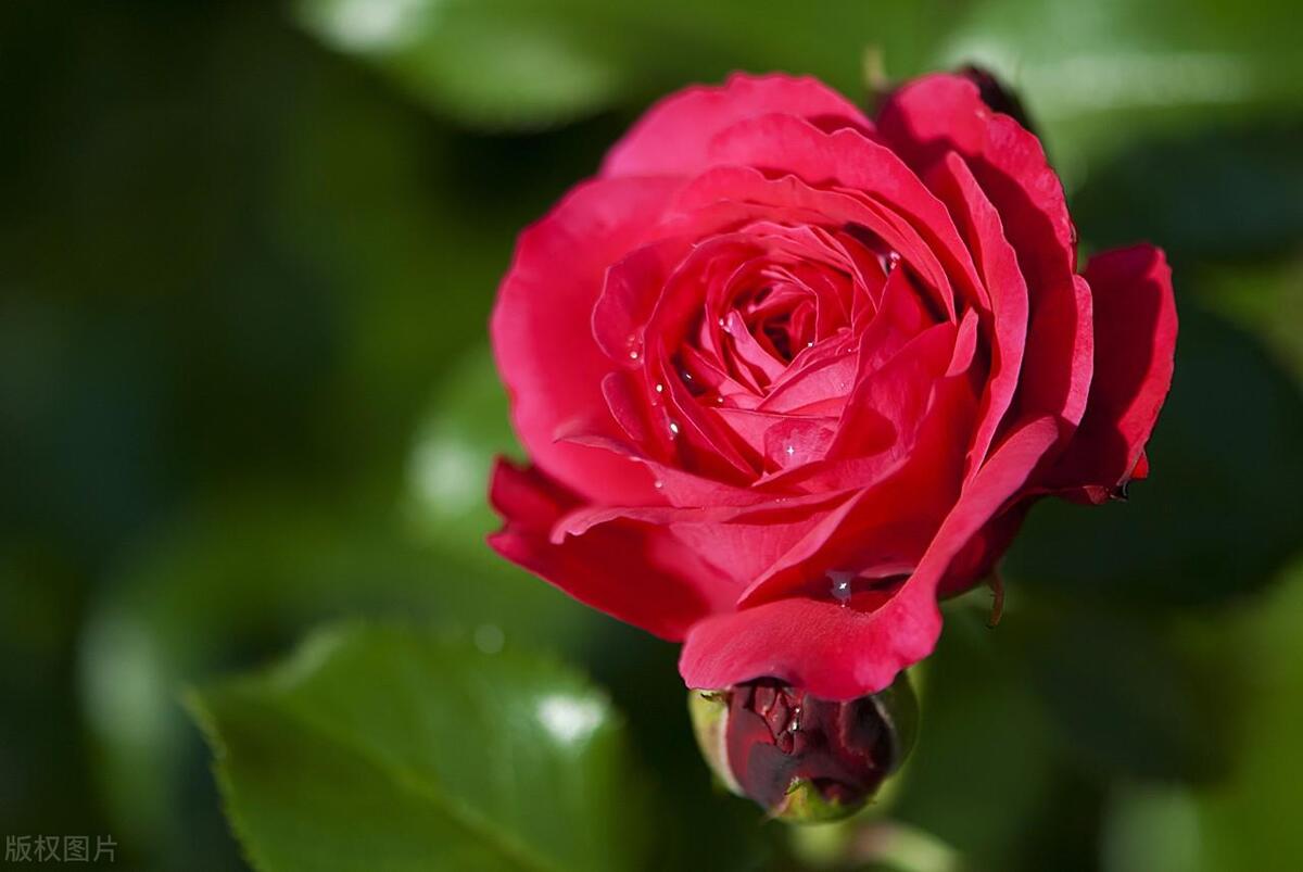 These flowers are easy to grow, bloom quickly, and are suitable for