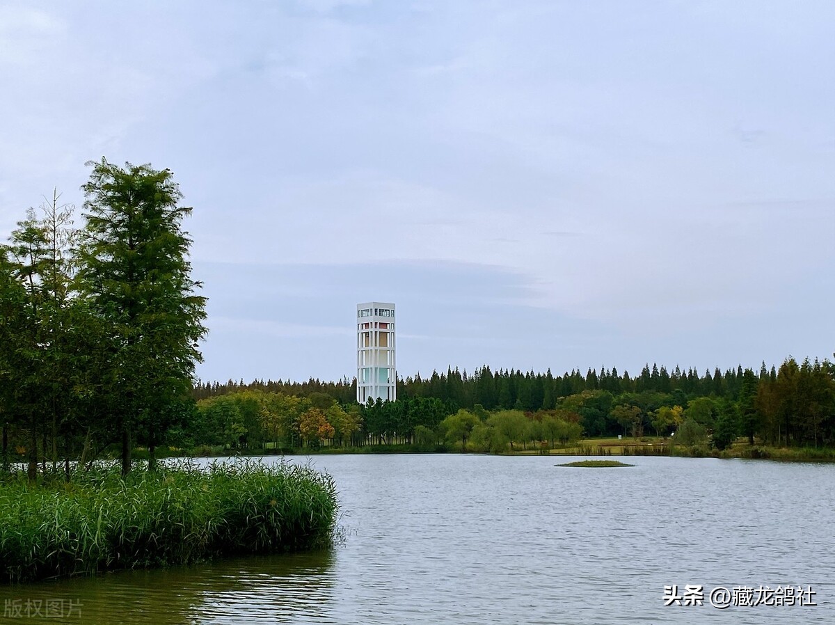 Thirteen pigeons have been released for thousands of kilometers and all