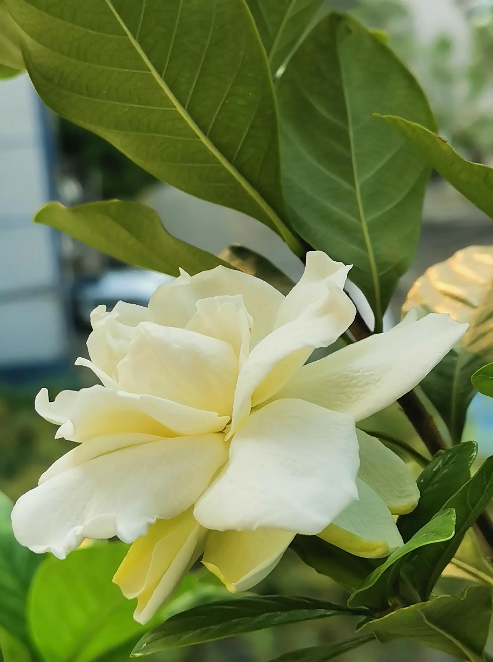 Gardenias bloom again iNEWS