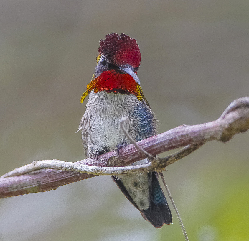 Top ten birds in the world iNEWS