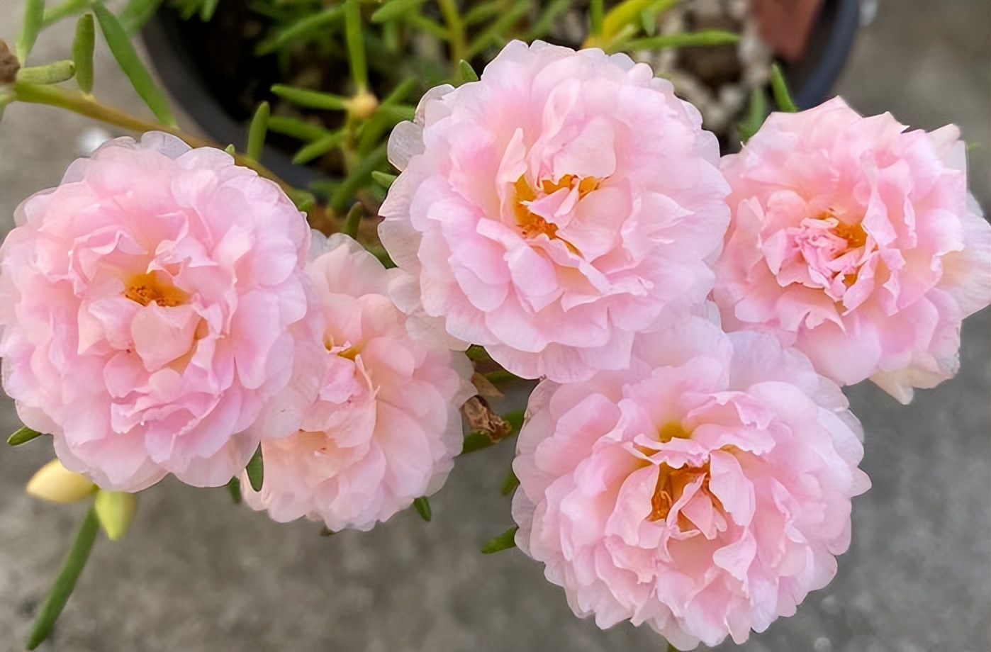 How to prune sunflowers to burst pots?The 3 stages are cut right, and