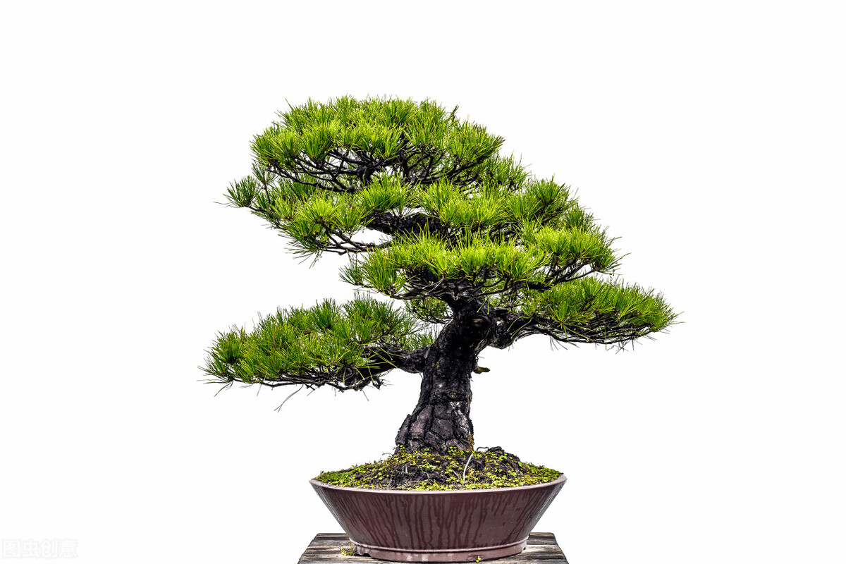 Bonsai Beginner's Manual (3) Styles and Schools of Bonsai iNEWS