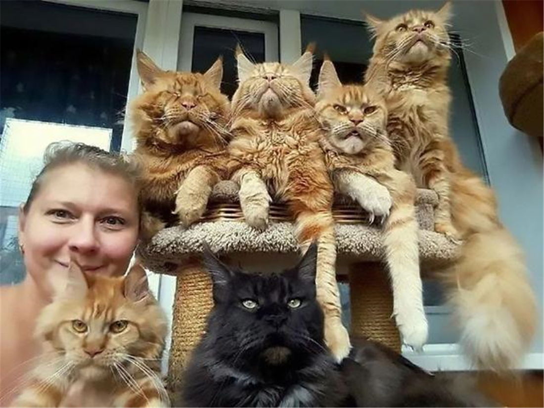 Less Meow The Maine Coon's meow is like a bird's cry, and it is chirping. It ...