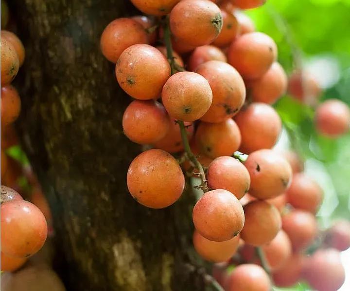 Share the delicious tropical fruit cayenne fruit iNEWS
