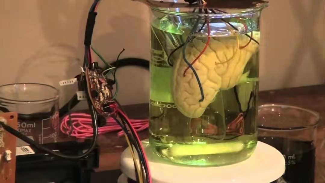 Brain in a vat come true?Scientists 