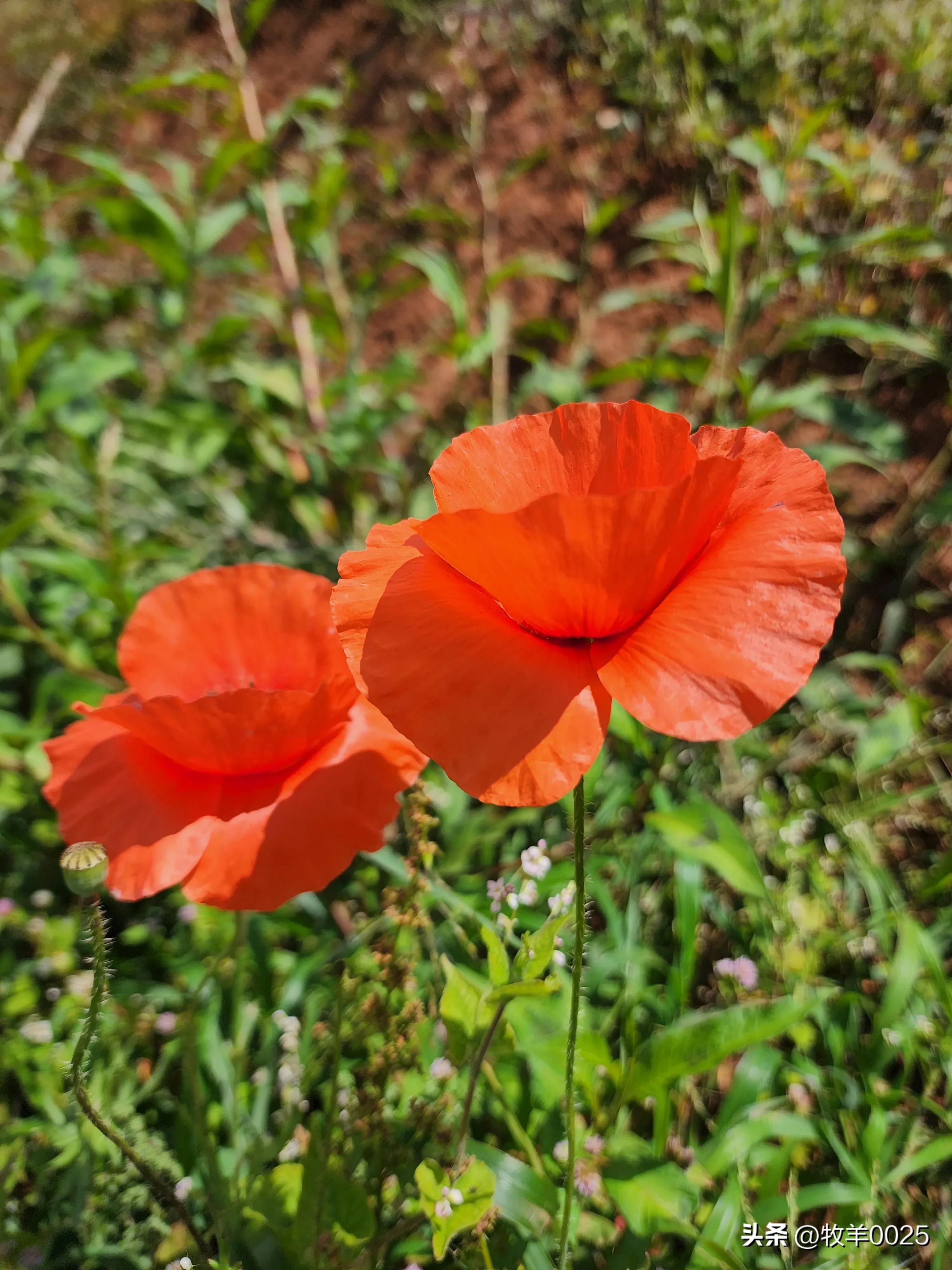 variety-of-wild-flowers-imedia