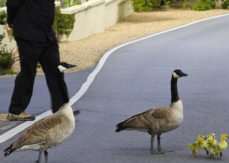 5.69 million Canadian geese are flooding, and locals call for culling