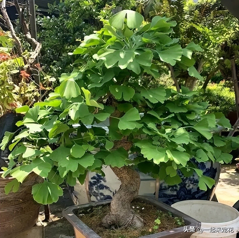 6 kinds of trees suitable for planting in the living room, lucky town