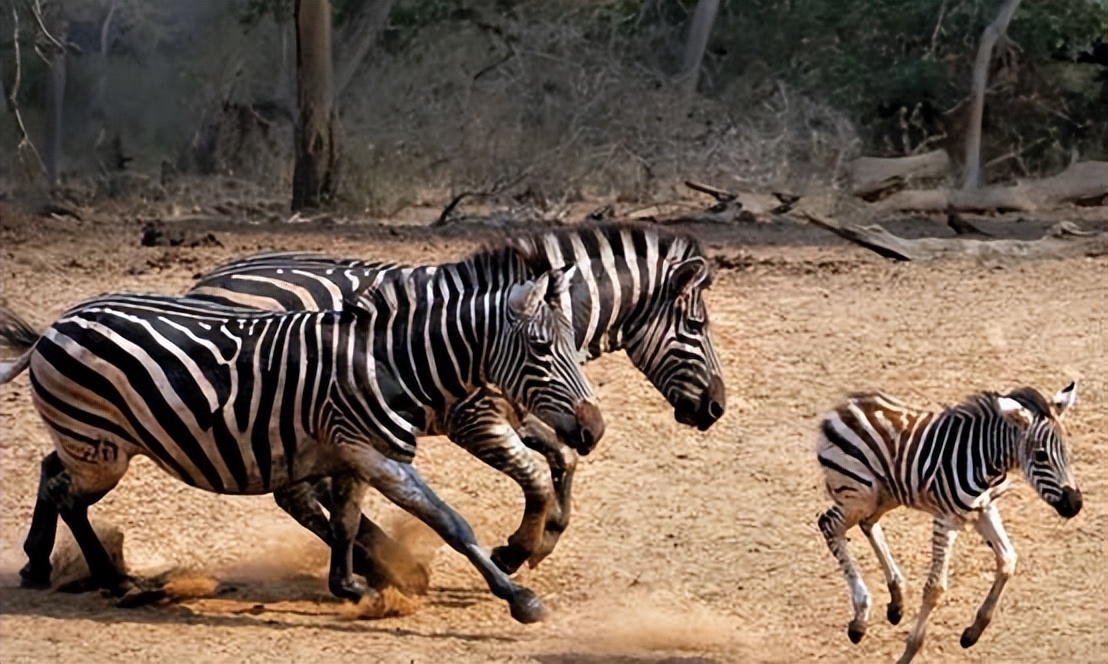 Zebra dad wants to drown the baby zebra?The photographer captured this