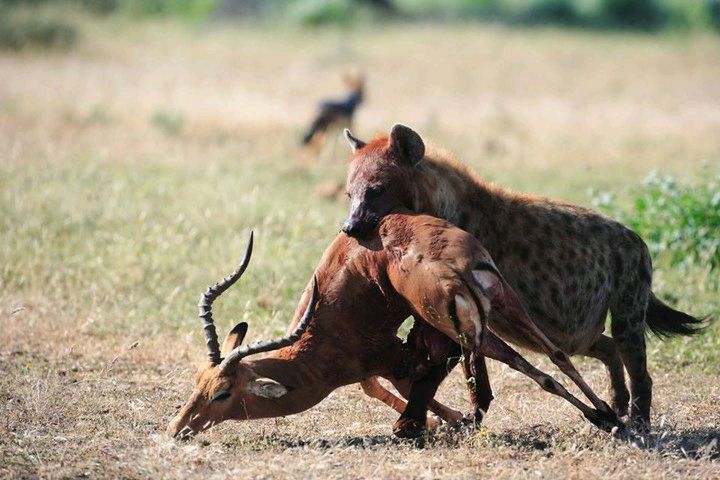 How do hyenas hunt their prey? - iNEWS