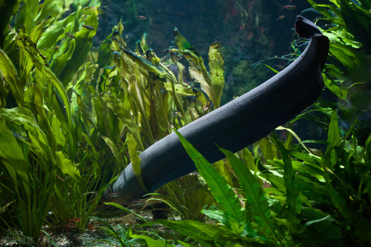 How many volts can an electric eel release? iNEWS