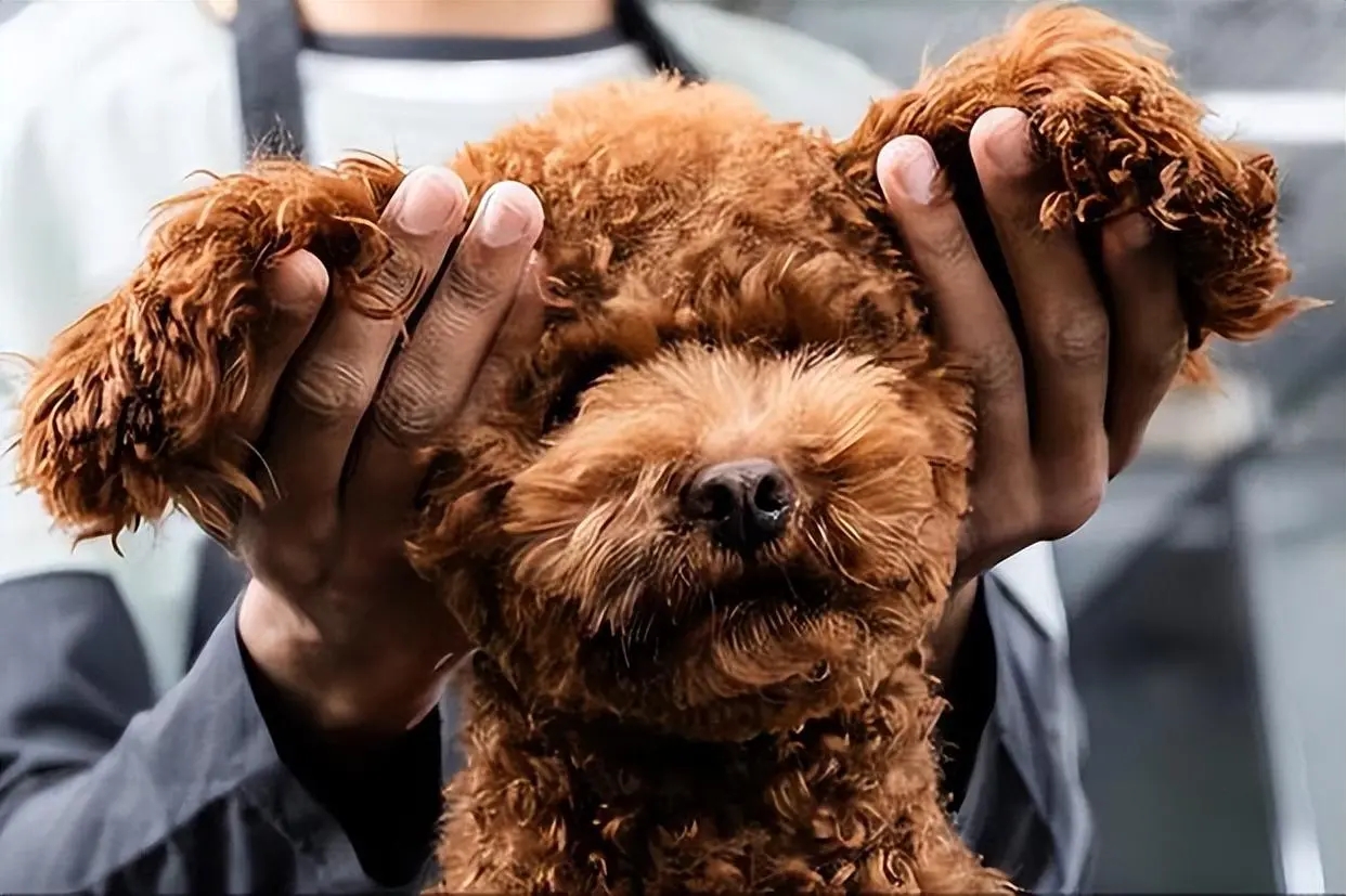 If a dog is dependent on its owner, there will be these 8 behaviors