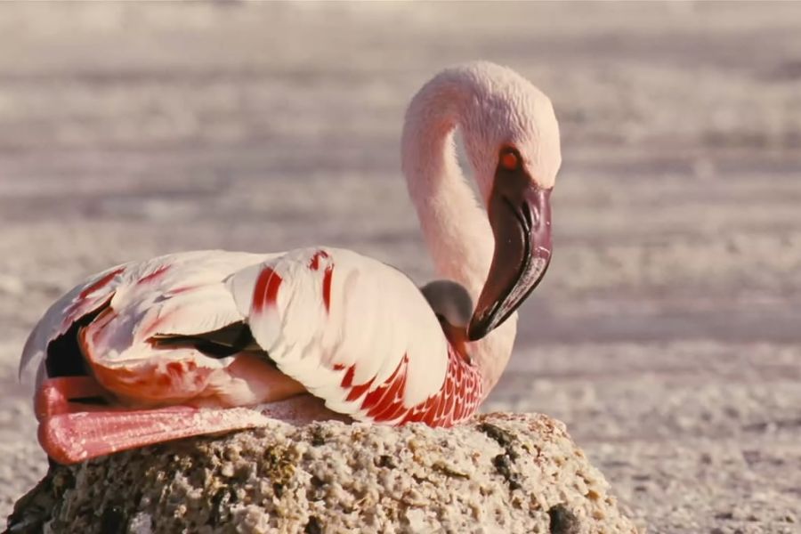 The 10 Best Disney Documentaries on Nature, the Most Humanistic Animal