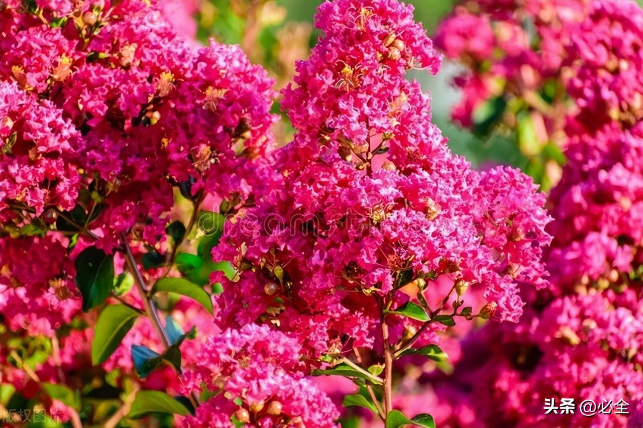 The characteristics of flowering shrubs and their application