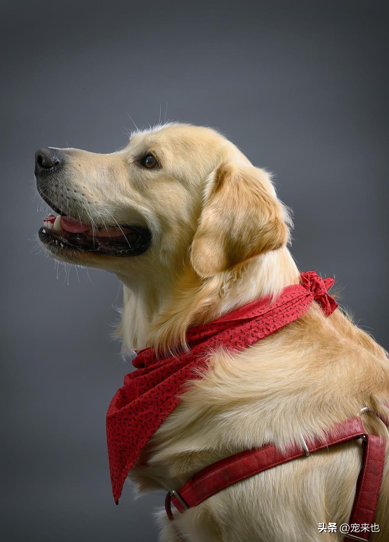 Can Dogs Eat Seaweed? iMedia