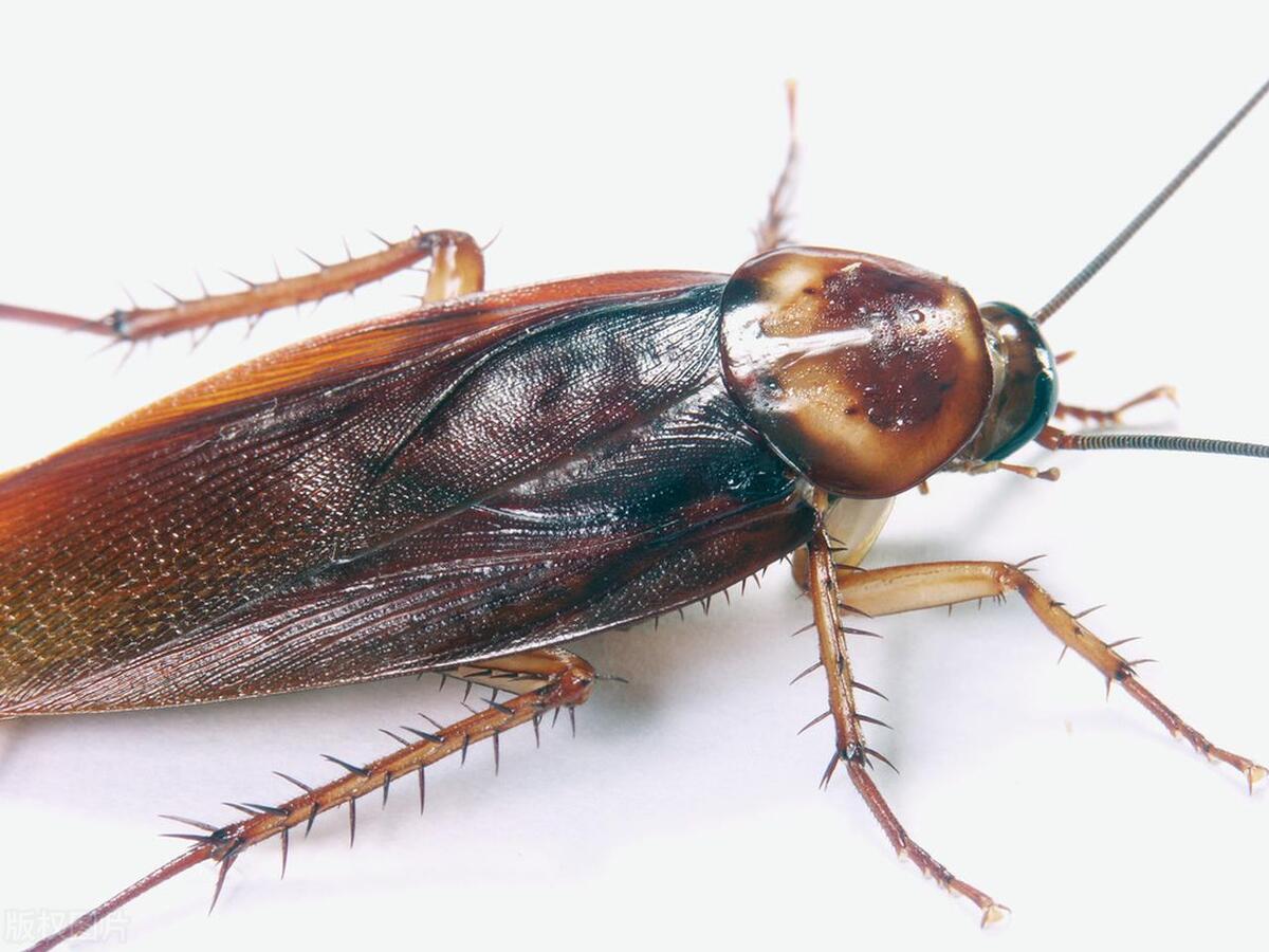 What are cockroaches most afraid of? What's the most effective way to ...