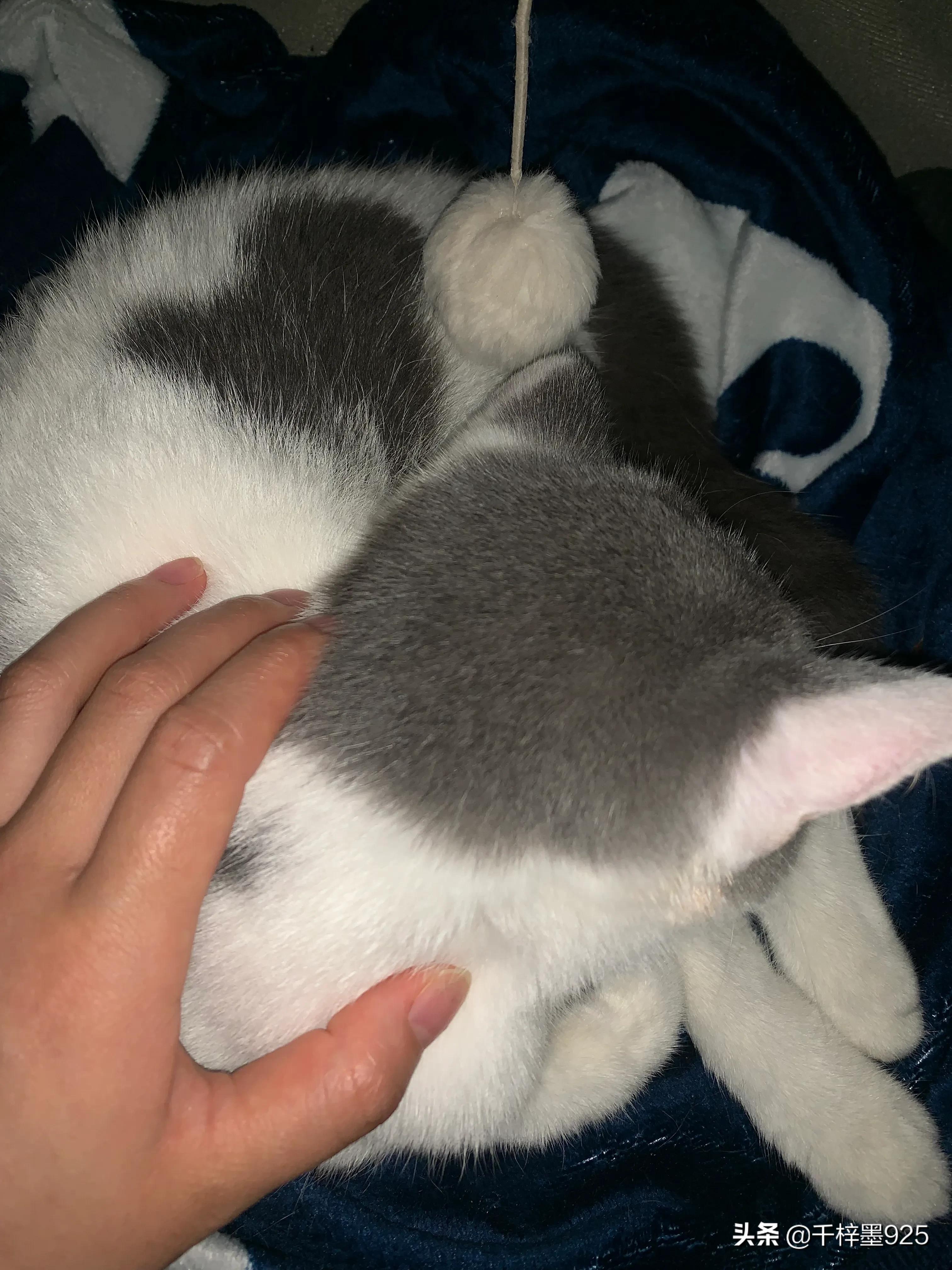 day and night, the cat suddenly fell ill iMedia