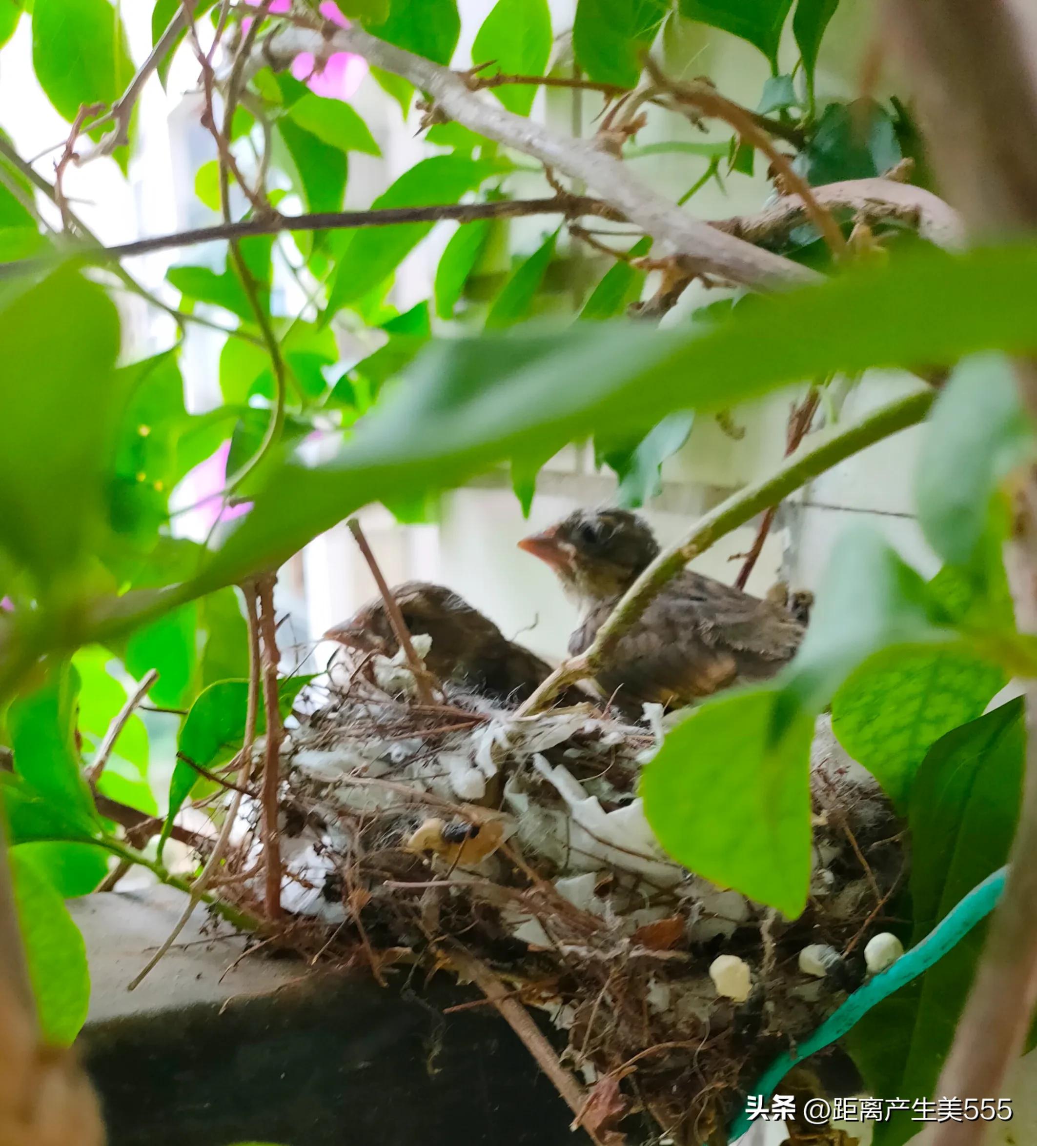 A pair of birds built a nest on the balcony, laid eggs and hatched