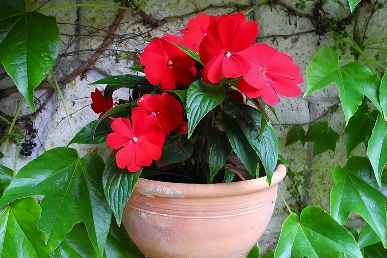 9 Indoor Flowers That Bloom YearRound iNEWS