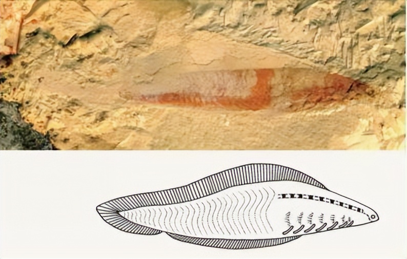 Why do common animals on land have two nostrils? iMedia