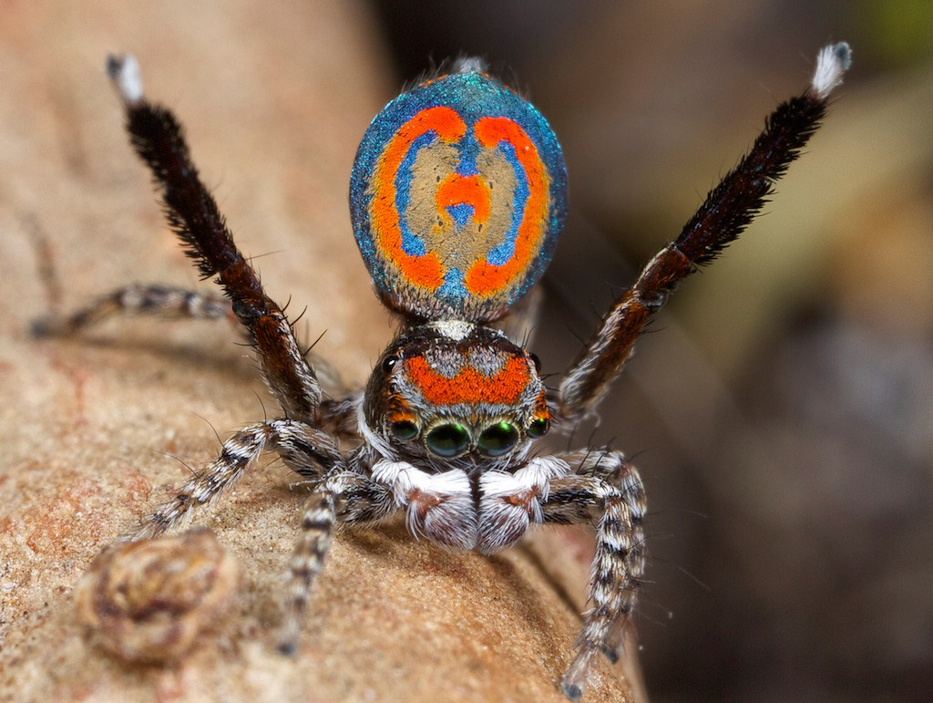 Meacle Insect Miracle Insect Gathering: Showcase the most amazing appearance in the ...