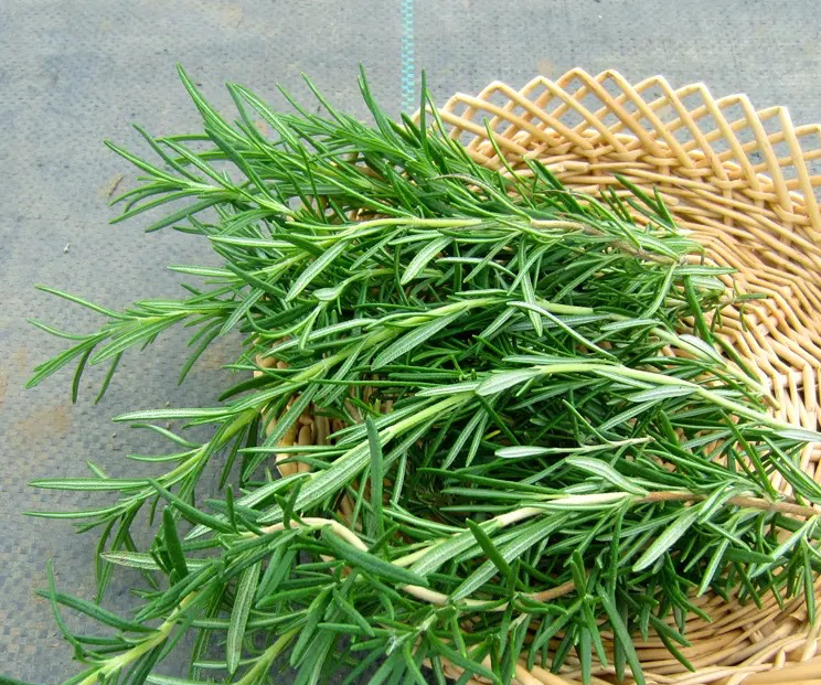 How does rosemary grow?Do 2 steps, you can bloom, grow into a small