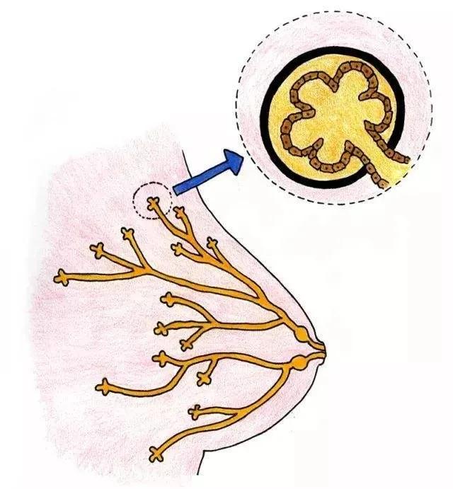 Breast lumps, pain, nipple discharge, endocrine disorders, depression