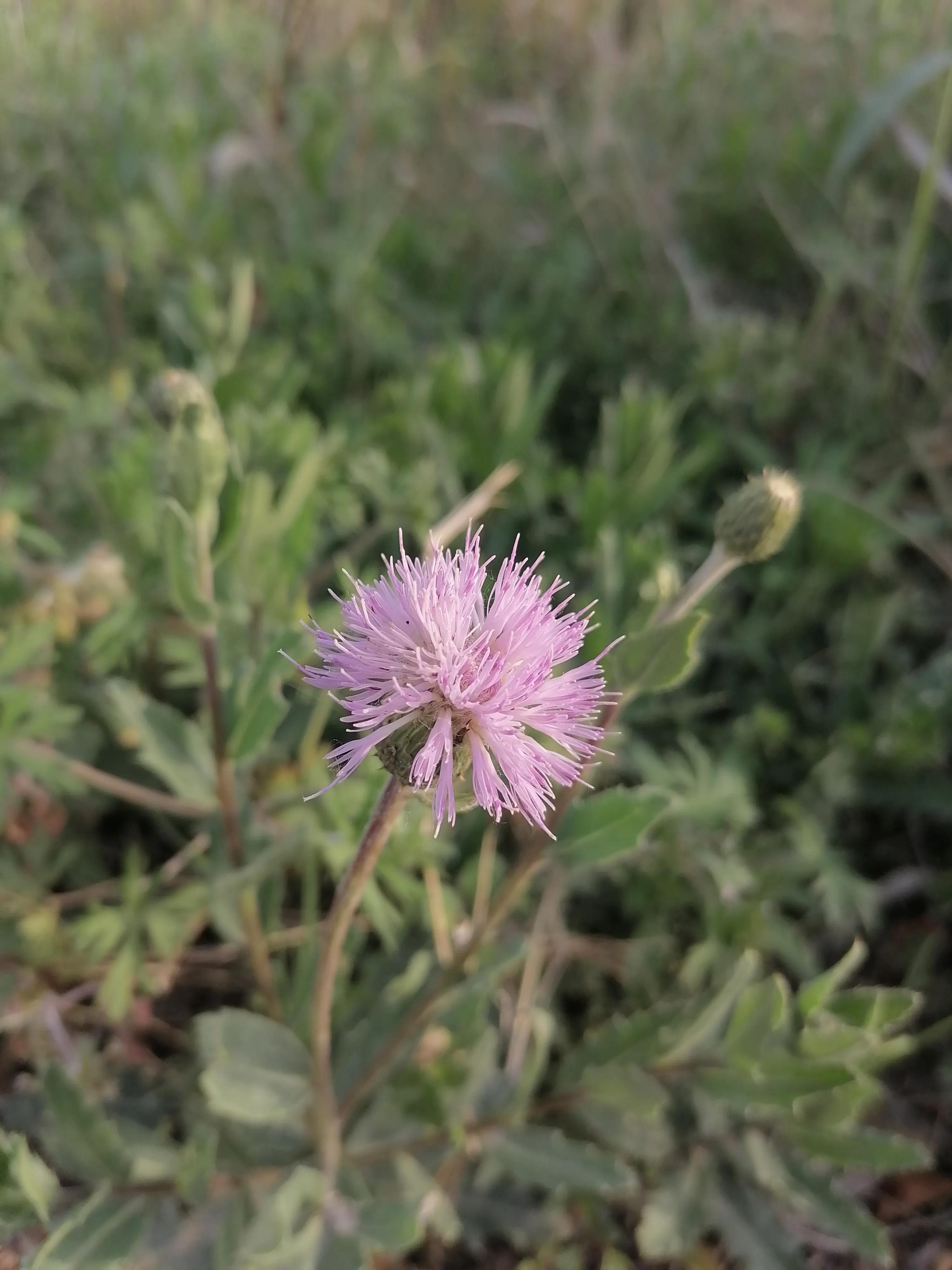 I solemnly declare that I have cracked "Dream of Red Mansions"! iMedia