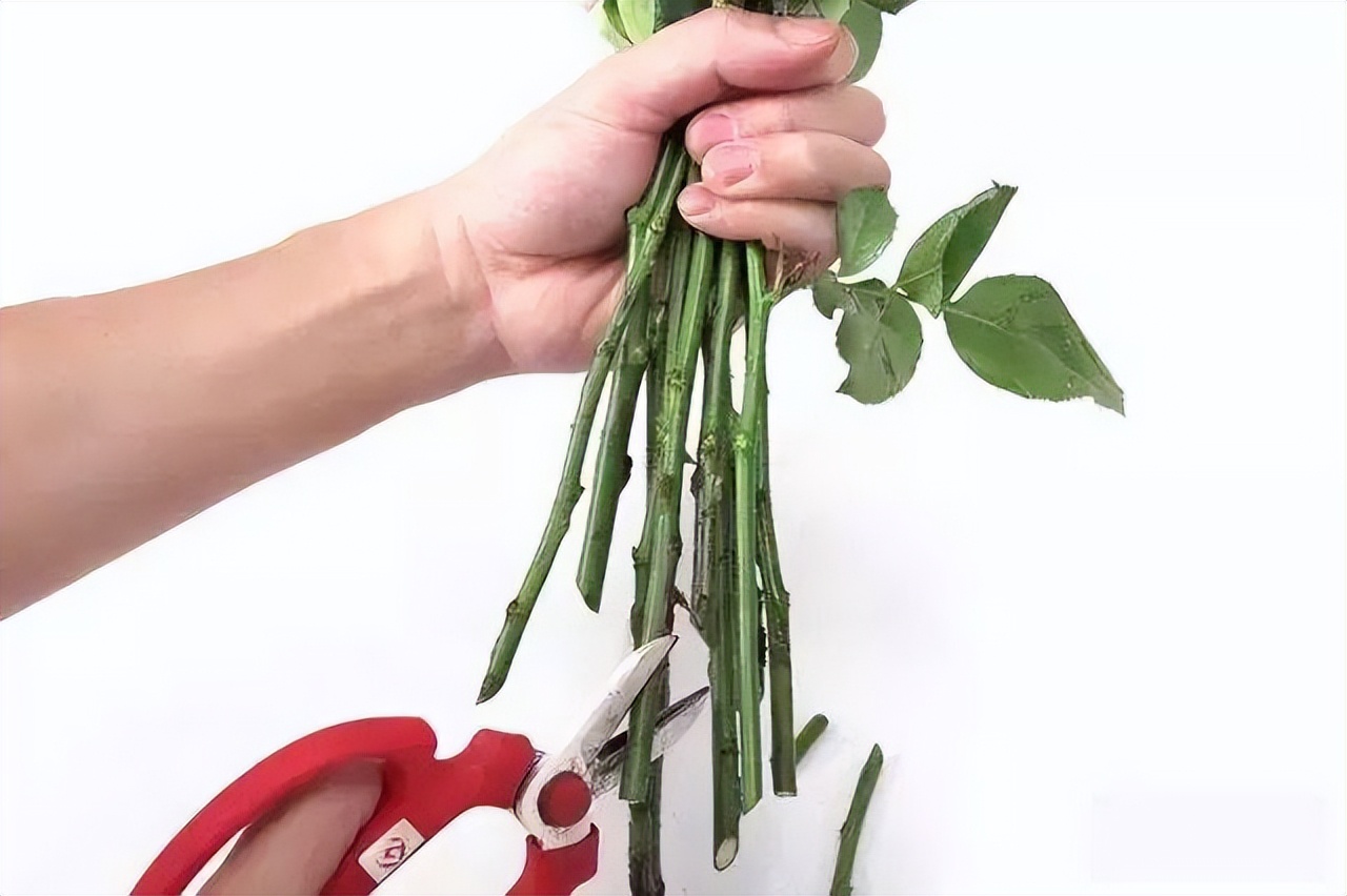 How to keep flowers fresh longer iNEWS