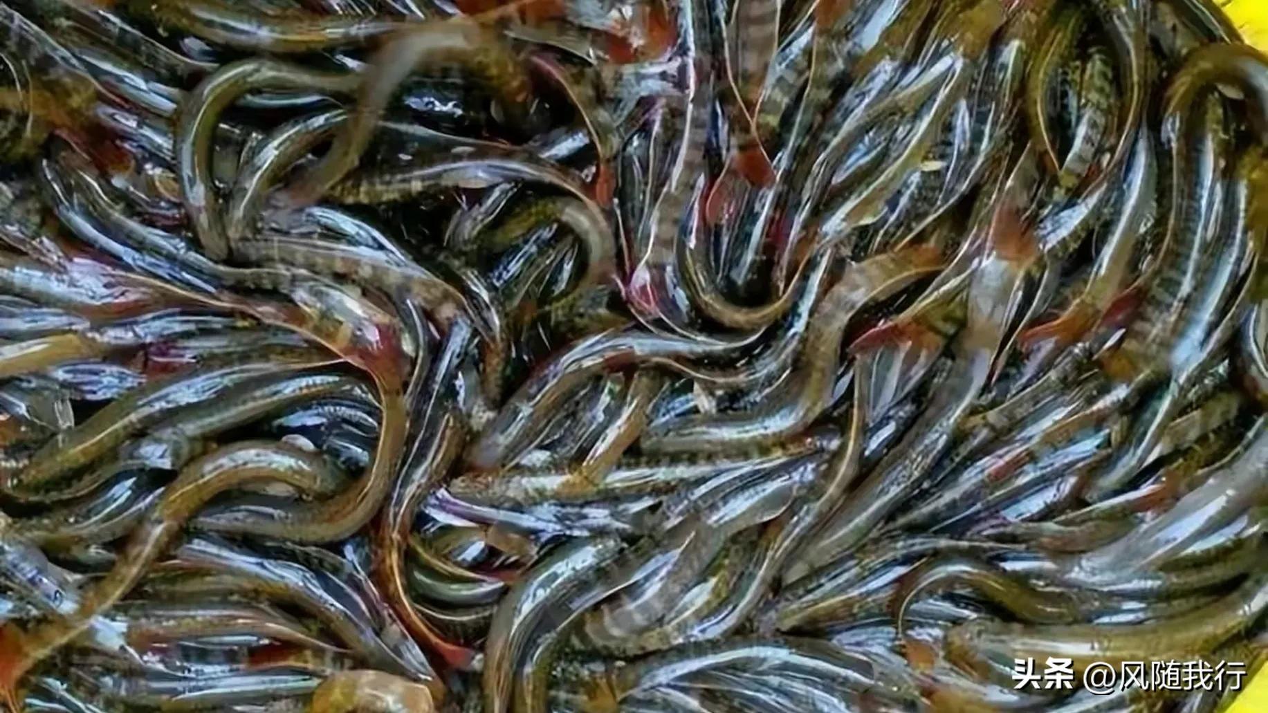 [Xiling Evening Chat] (9): Fishing, fishing and catching fish - iMedia