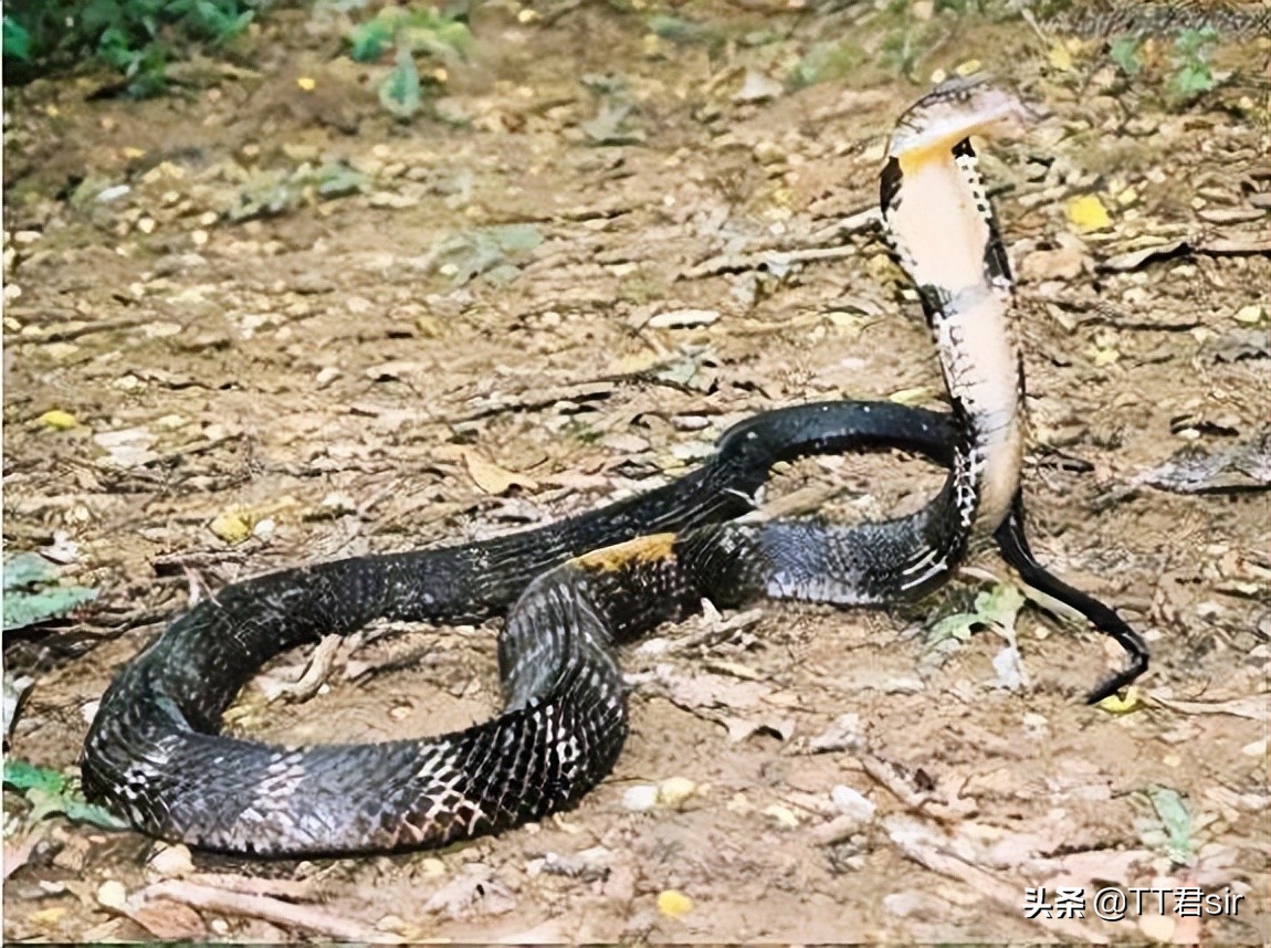 What a surprise!King cobras are immune to the venom of other venomous ...