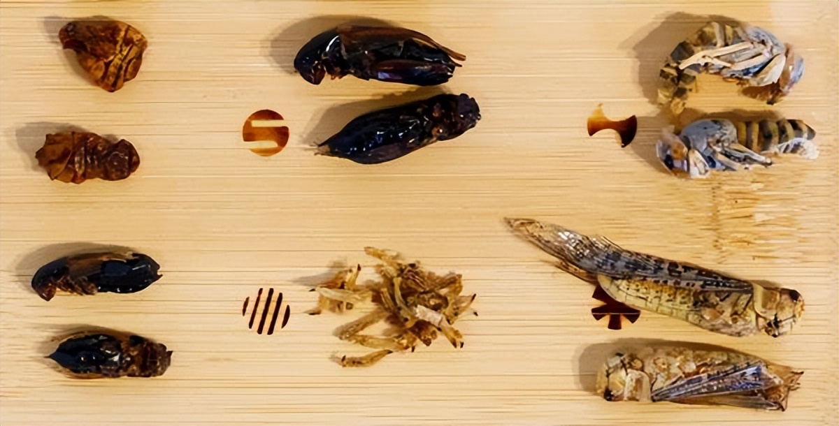 Spotted Insect Restaurant Bringing Water Bug Cider to the Table While ...