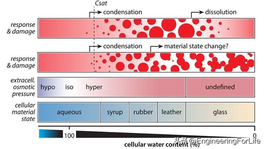 Review: Biophysics of Cell Drying--From Biomolecules to Condensates - iNEWS