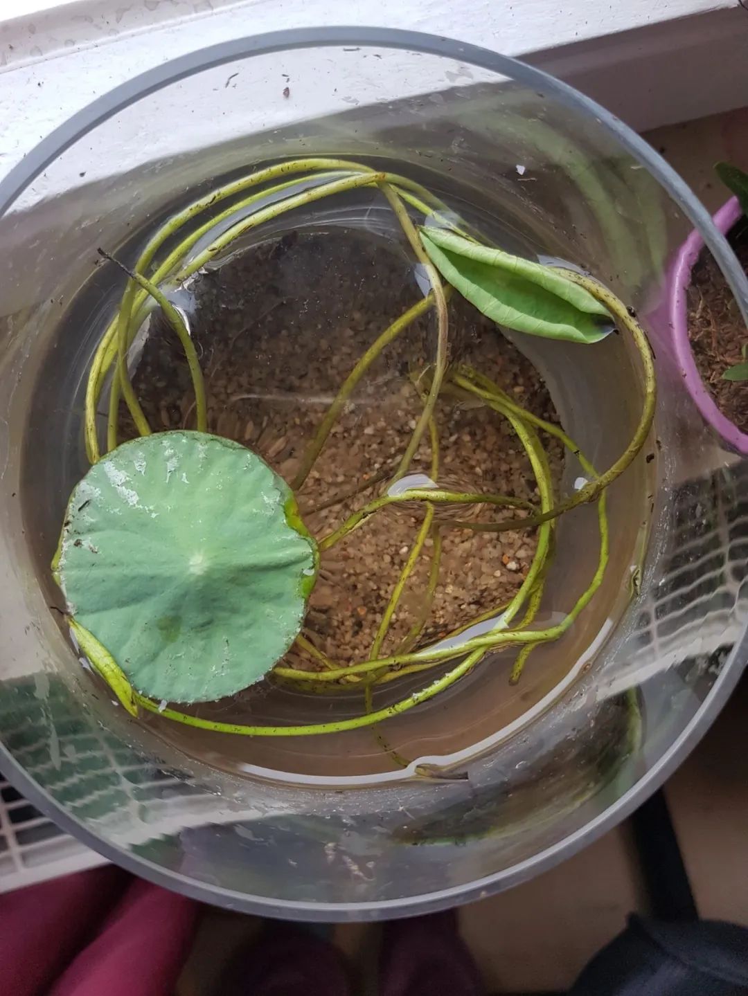 A novice bowl lotus planting guide, prepare pots and soil for re