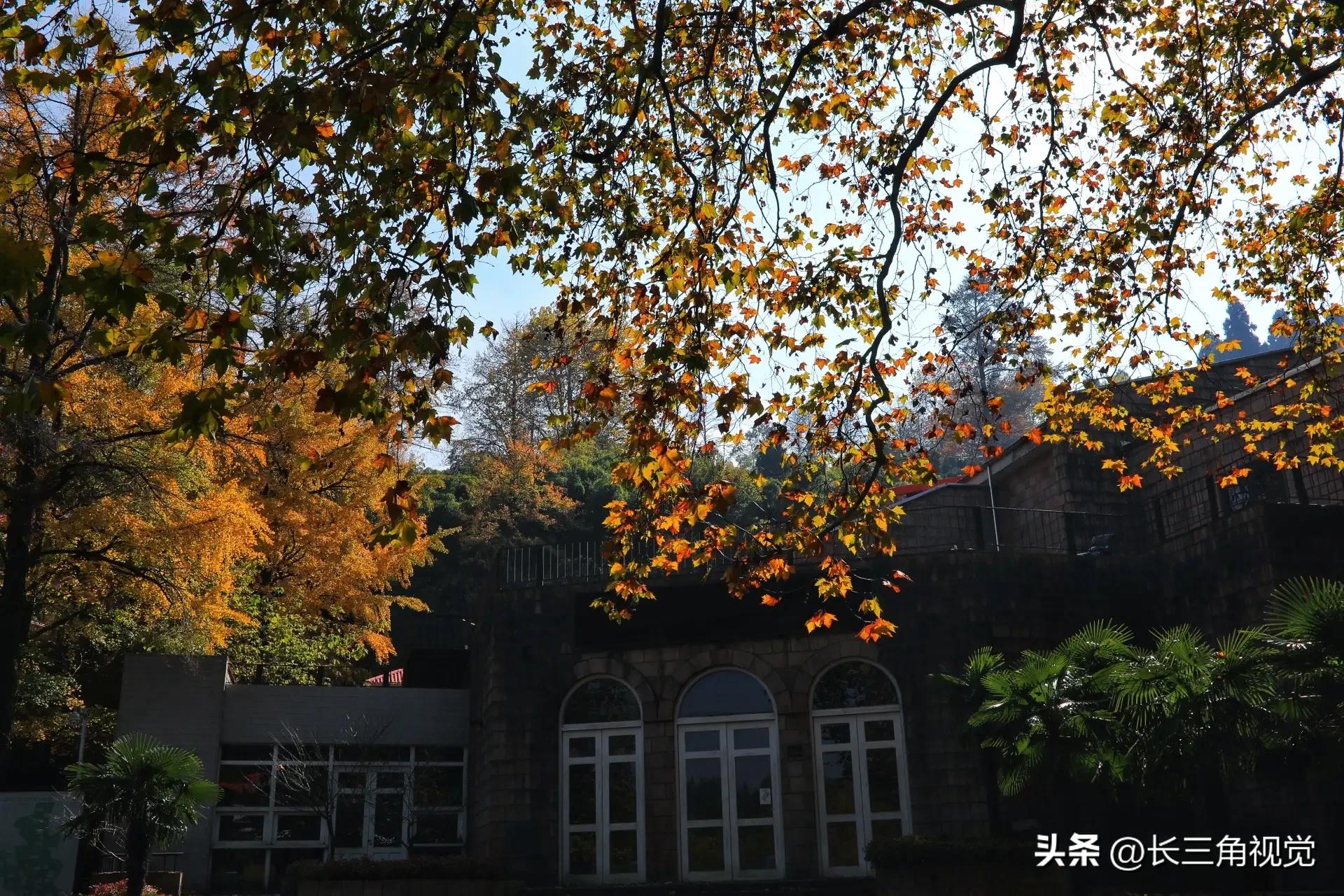 The autumn colors of Mogan Mountain are strong: as soon as Fatong turns ...