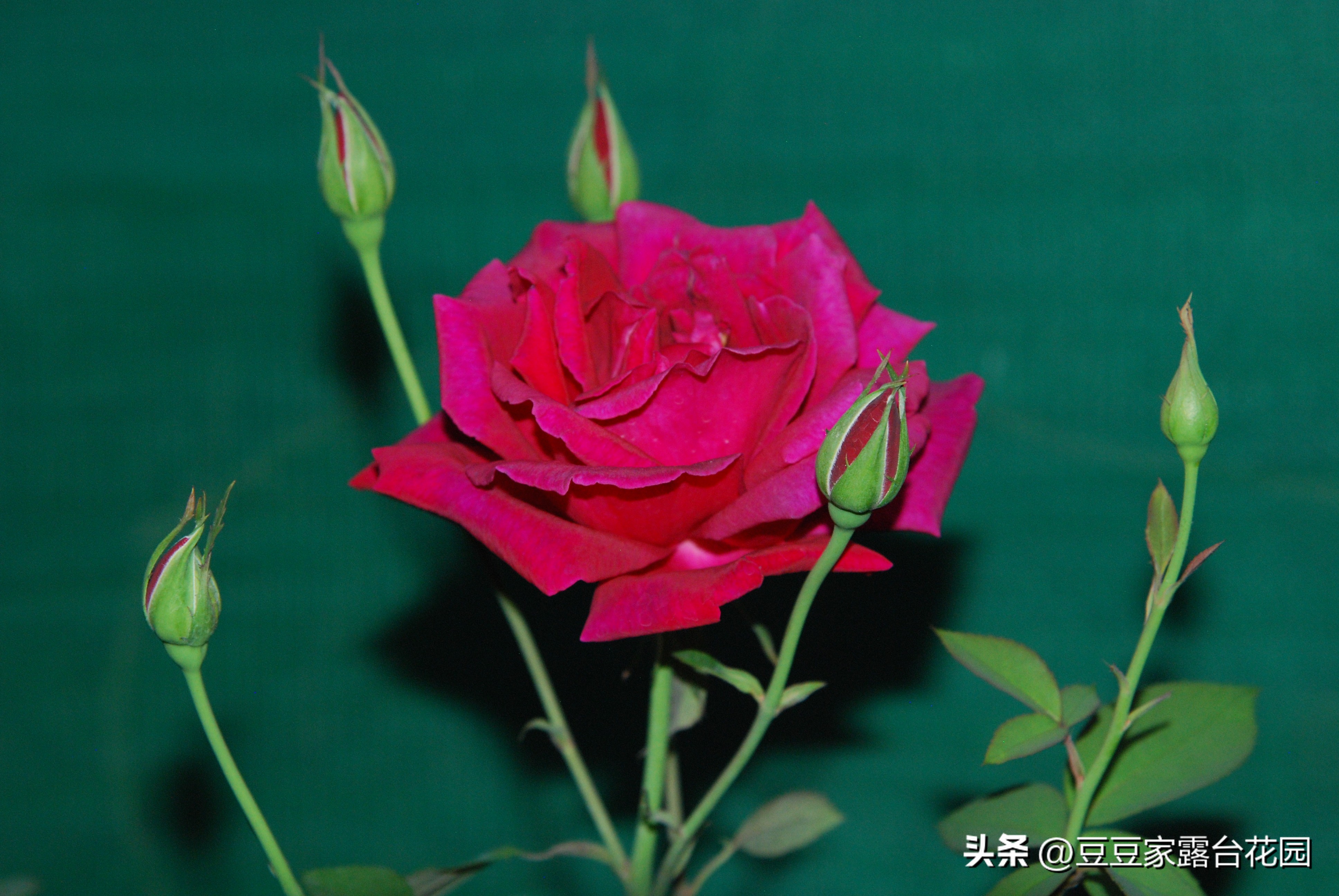 Chinese rose one by one ancient Chinese rose purple velvet - iNEWS