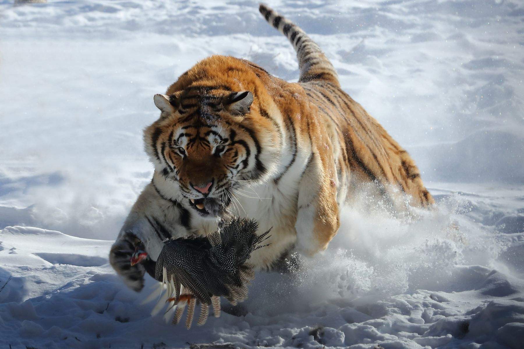 Fun Tiger Animal Fun Facts: Endangered Tigers - iMedia