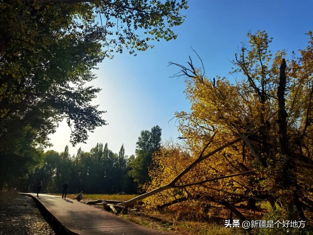 The happy forest in Tacheng is better in autumn than in spring - iNEWS