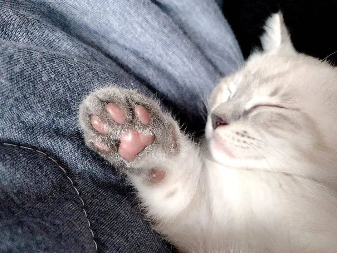 Removing cat claws is not the solution to prevent cat scratching Good