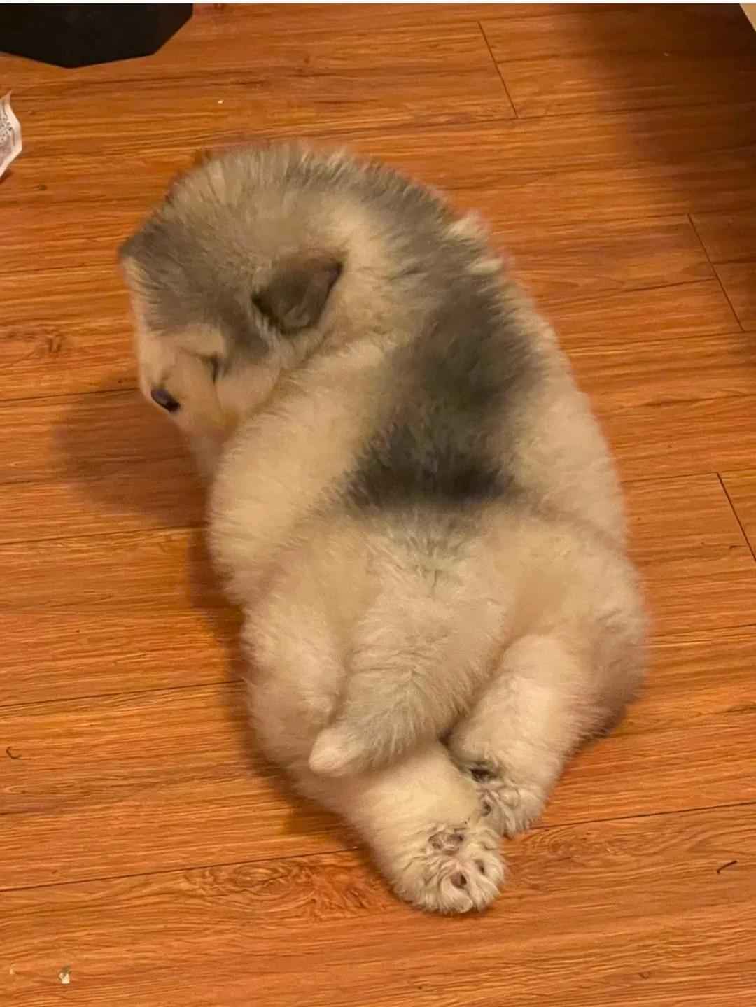 If there are elderly dogs over 10 years old at home, the owner has to