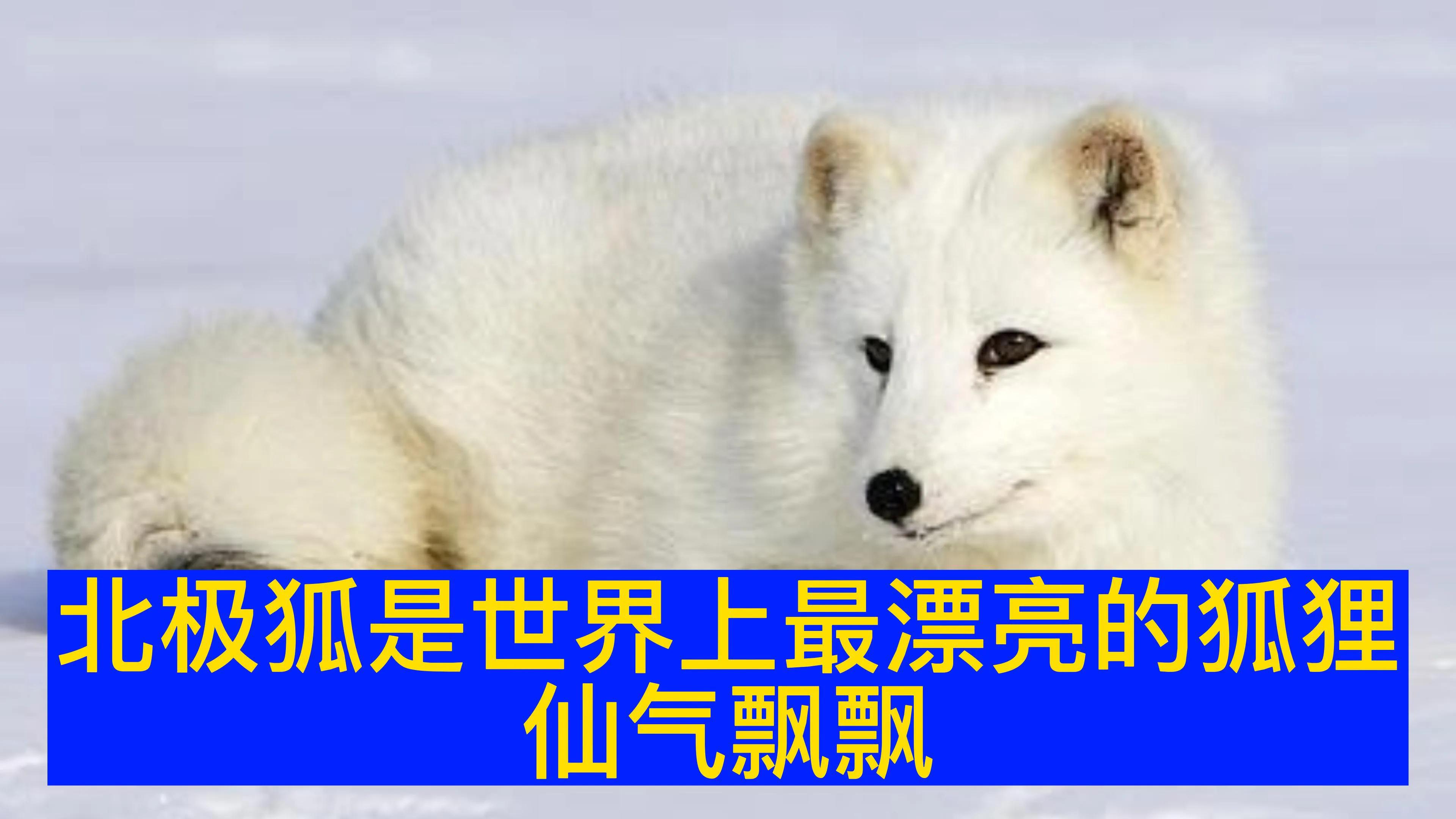 公北極狐和母北極狐是怎麼交配繁殖的？看完你就知道了 - 資訊咖