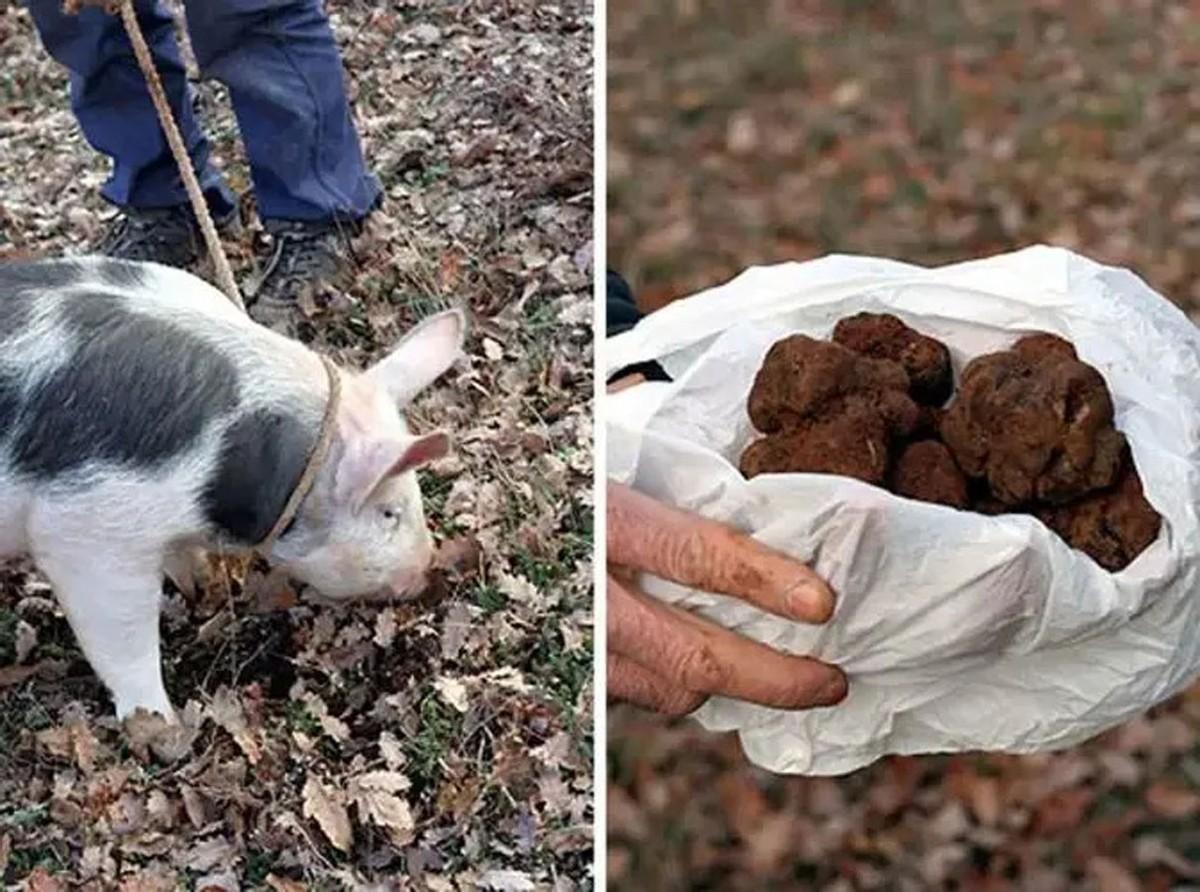 Chinese Truffles An Underrated and Precious Ingredient iNEWS