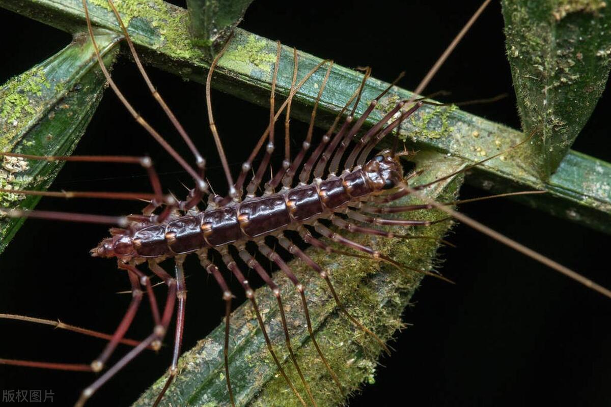 Moneystring Insect What kind of bug is money string? Will Qian Chuanzi run on the bed and ...