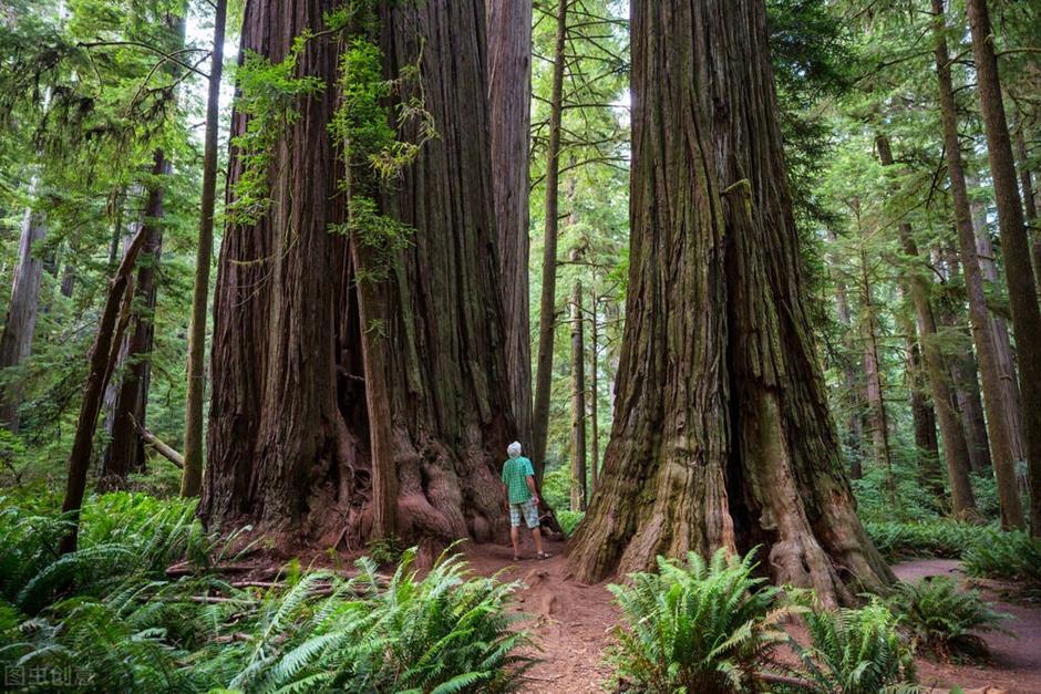The giant sequoia with a height of 110 meters and a diameter of more ...