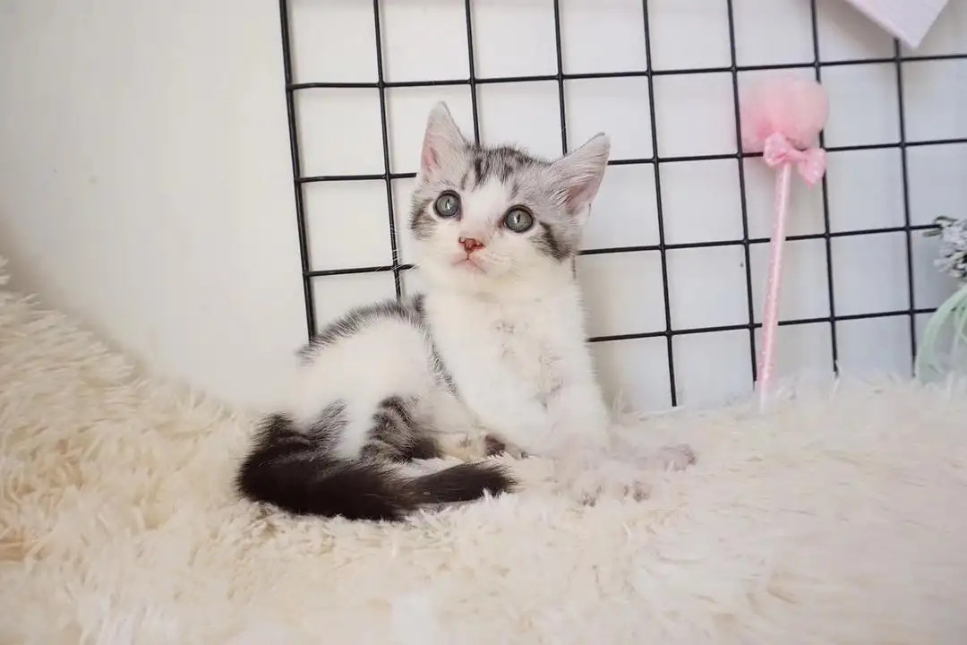 Which website should I go to to buy a cat? What should I pay attention