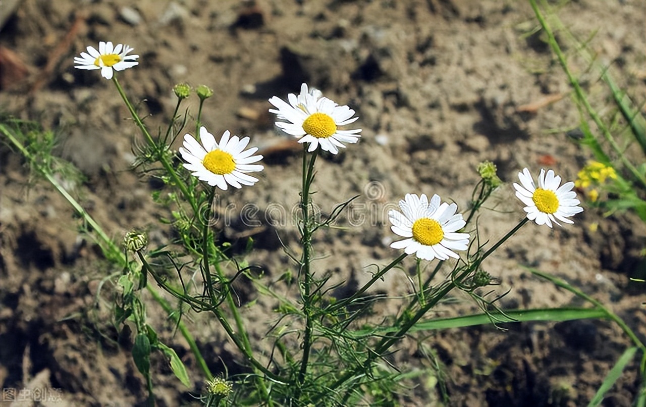 Why are daisies called "daisies"? iNEWS